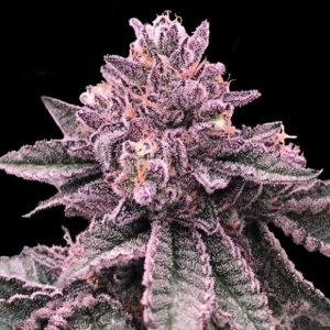 DNA Cake 3 u. fem. DNA Genetics