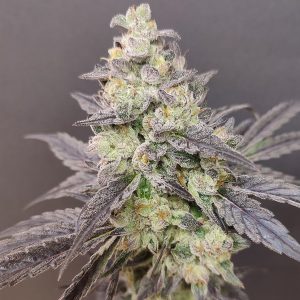 Dancing Sprite 4 u. Seeds of Anarchy