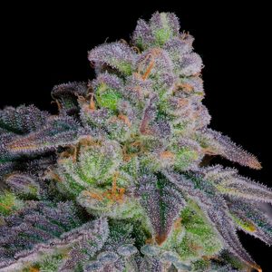 Dante´s Inferno #8 Sacred Terps