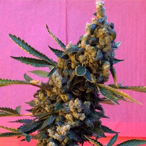 Deedee French Touch Seeds