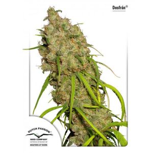 Desfran 3 sem fem. Dutch Passion