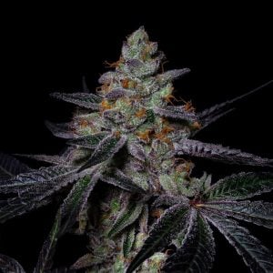 semilla feminizada Diamond Dust de Pure Instinto