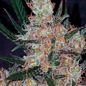 Diesel Berry Cough Garden of Green Seeds