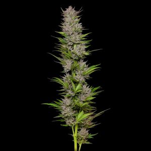 Semillas feminizadas Don Carlos Humboldt Seeds Company para cultivo