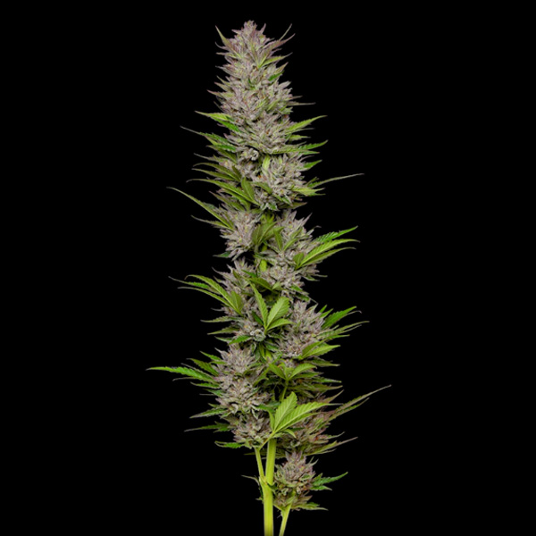 Semillas feminizadas Don Carlos Humboldt Seeds Company para cultivo
