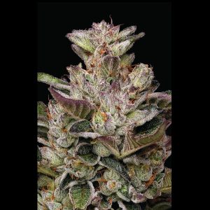 semillas feminizadas Donutz Humboldt Seeds Company para cultivo