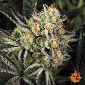 Dos Si Dos 33 1 u. fem. Barney's