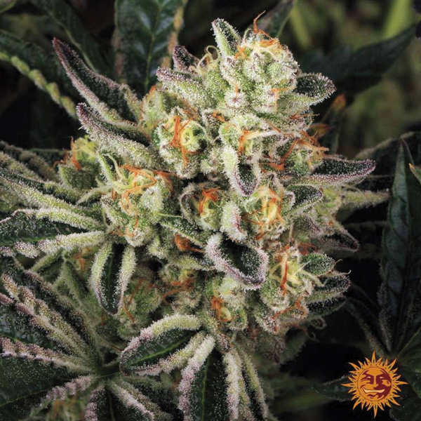 Dos Si Dos 33 25 u. fem Barney´s