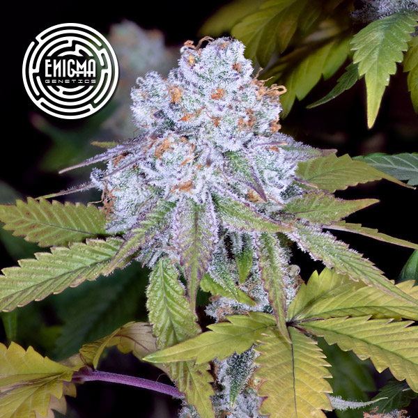 DosiDos Sherbert 3 u. fem Enigma Genetics