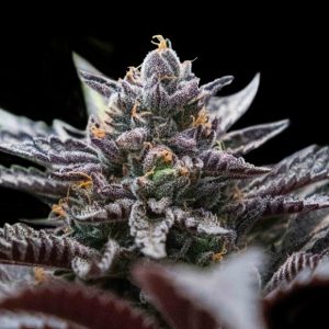 Double Stuffed Sorbet 3 u. fem. DNA Genetics