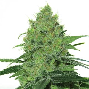 Douce Nuit French Touch Seeds