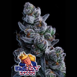 semillas feminizadas Dozy Don Anesia Seeds para cultivo