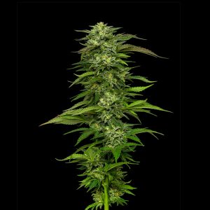 semillas feminizadas Dream Queen de Humboldt Seeds Company