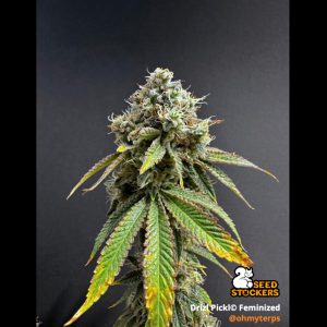 Drizl Pickl . Seedstockers Superior