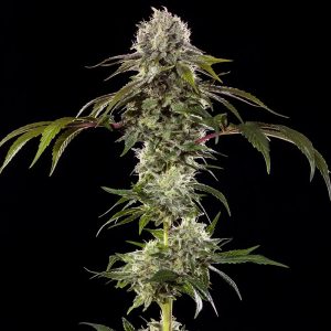 semillas feminizadas Durban Poison de Barney's Farm para cultivo