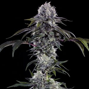 semillas feminizadas Durban Z de Barney's Farm para cultivo