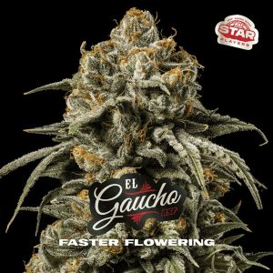 semillas feminizadas El Gaucho Faster Flowering de Flower para cultivo