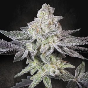 Emerald Envy 5 u. fem. Paradise Seeds Limited Edition