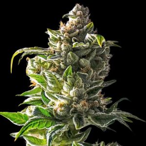 Semillas feminizadas Empire Dragon de Empire Seeds para cultivo