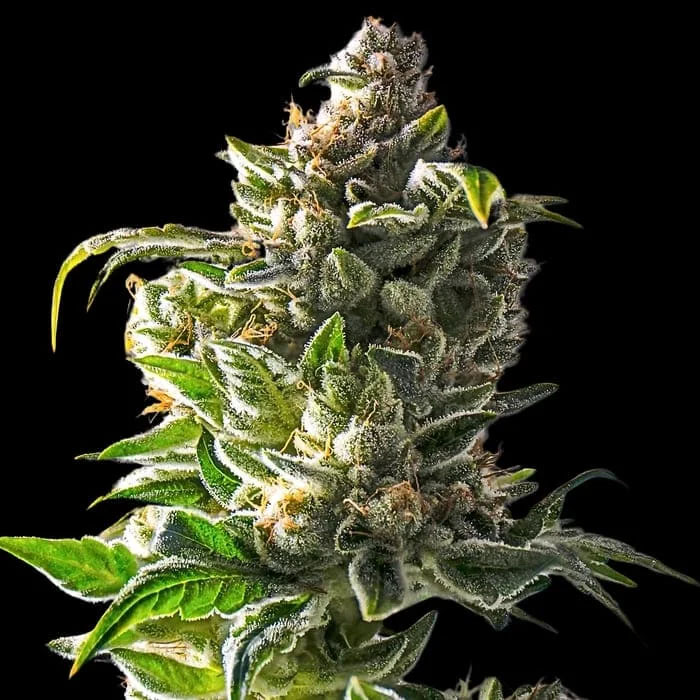 Semillas feminizadas Empire Dragon de Empire Seeds para cultivo
