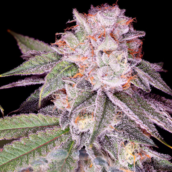 Empress #2 Sacred Terps