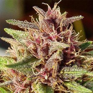 ErdPurt 5 u. Regular Ace Seeds