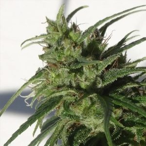 Ethiopia 5 u. Regular Ace Seeds