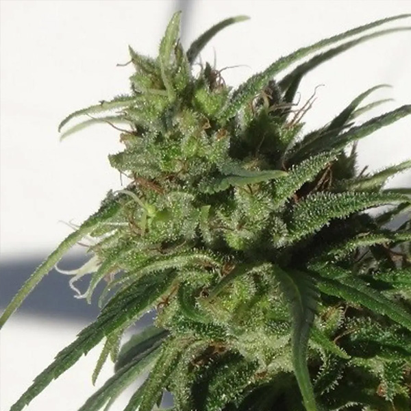 Ethiopia 5 u. Regular Ace Seeds