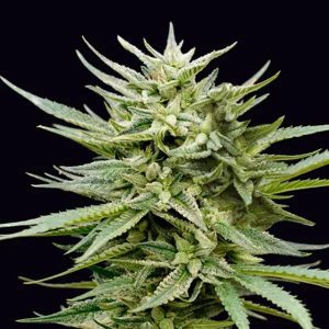 Euskal Mandarina Genehtik