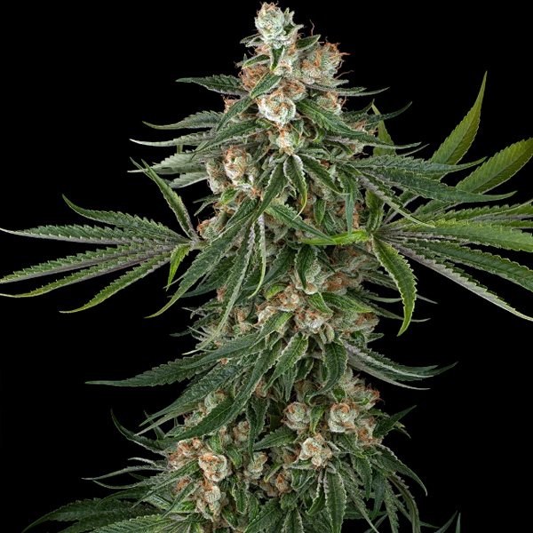 Fallout OG White Label