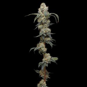 semillas feminizadas Farmer's Daughter de Humboldt Seeds Company