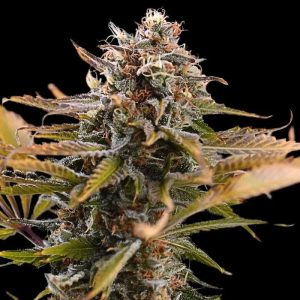 semillas feminizadas Fatso Empire Seeds para cultivo