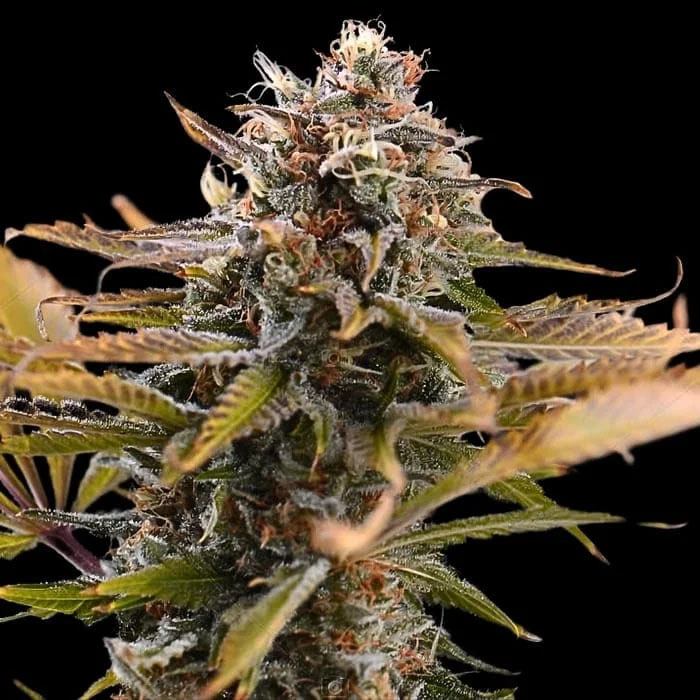 semillas feminizadas Fatso Empire Seeds para cultivo