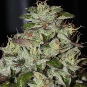 semillas feminizadas Fire Afghan Cookies para cultivo