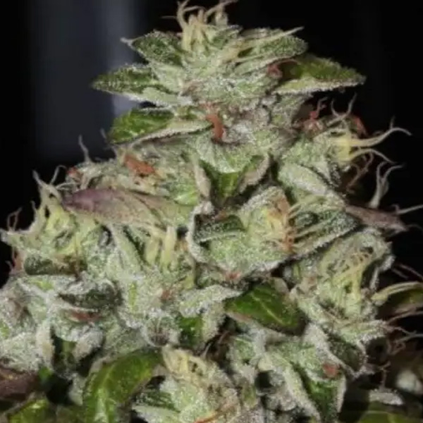 semillas feminizadas Fire Afghan Cookies para cultivo