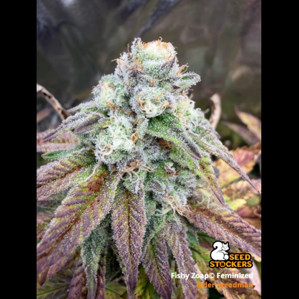 Fishy Zoap . Seedstockers Superior