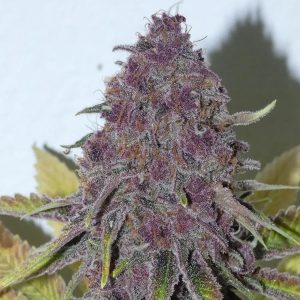 semillas feminizadas Forbidden Boof 3+1 de Bask Triangle Farms