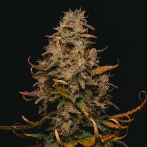 Forbidden Fruit Cake 1 u. fem Pure Instinto