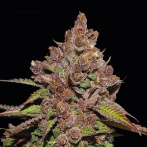 semillas feminizadas Forbidden Mochi Fast de Seedstockers para cultivo