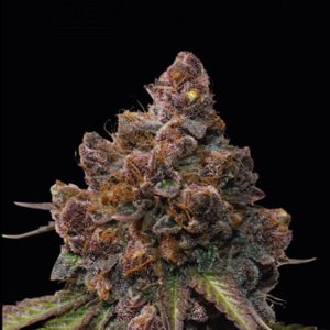 Forbidden Mochi . Seedstockers Superior