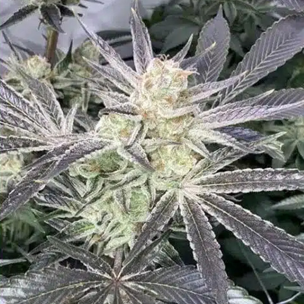 Cuatro semillas feminizadas Forbidden Nectar para cultivo