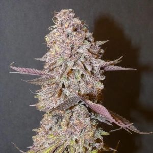 Semillas feminizadas Forbidden Push Pop 3+1 de Bask Triangle Farms