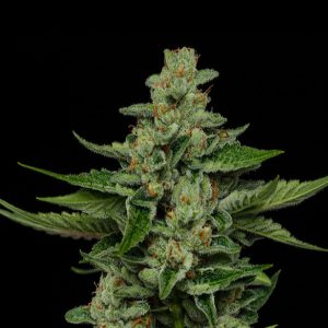 semillas feminizadas Fortune Cookie de Humboldt Seeds Company para cultivo
