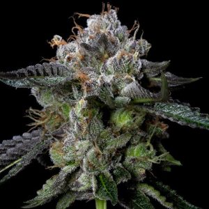 Four Prophets 3 u. fem. DNA Genetics