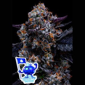 semillas feminizadas Free Blueberry Nation Anesia Seeds