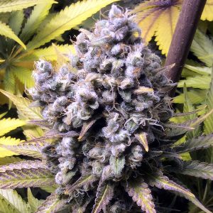 FrenCheese French Touch Seeds