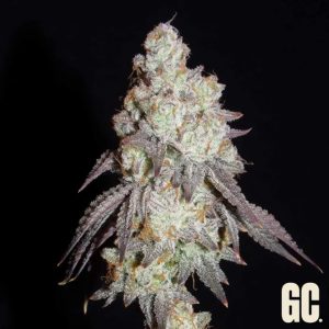 Semillas feminizadas Frenchy's Lass Grand Cru Genetics para cultivo