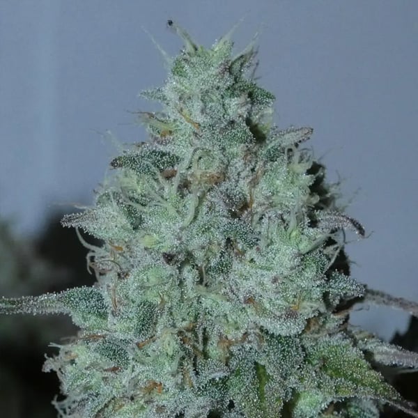 semillas feminizadas Fritter Burger 3+1 de Bask Triangle Farms para cultivo