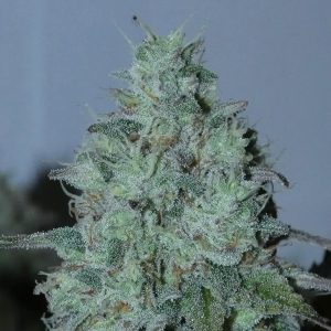 Fritter Burger 5+2 Bask Triangle Farms