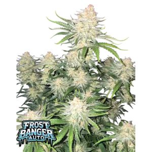 semillas feminizadas Frost Banger de Fast Buds para cultivo